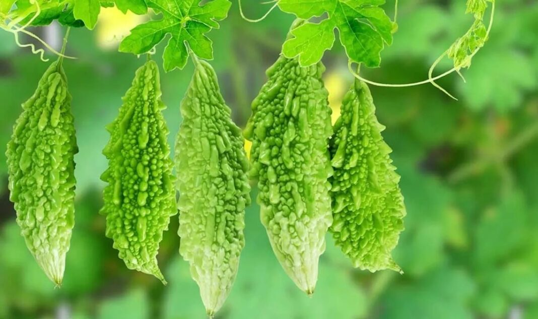 Benefits of Eating Bitter Gourd