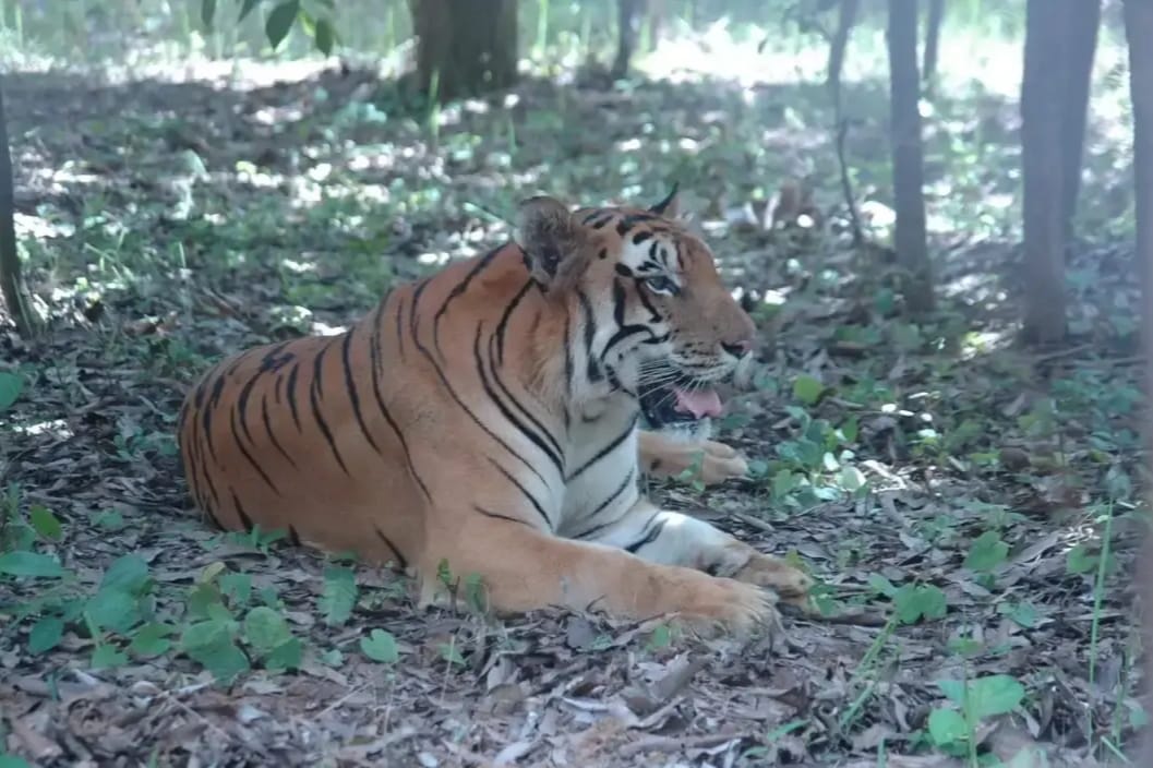 Palamu Tiger Reserve