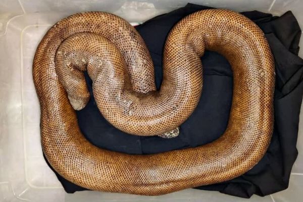 रांची में दुर्लभ ‘रेड सैंड बोआ’ सांप का रेस्क्यू, सुरक्षित जू भेजा गया दुर्लभ