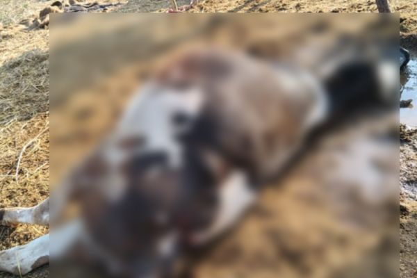 हाथियों