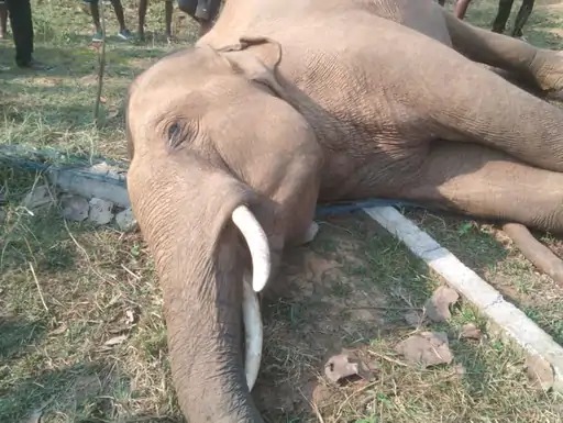 चाईबासा में संदिग्ध हालत में मिला दंतैल हाथी का शव, जांच जारी Elephant Death