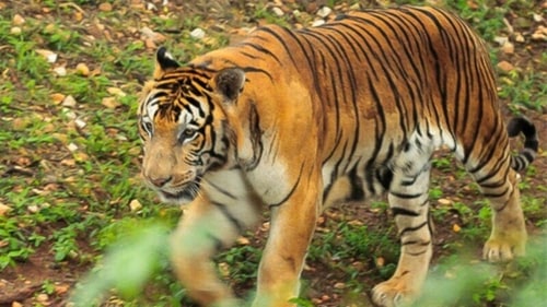 Jharkhand zoo project