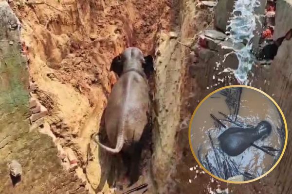 Successful rescue of wild elephant that fell into a well