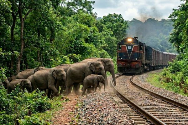 हाथियों