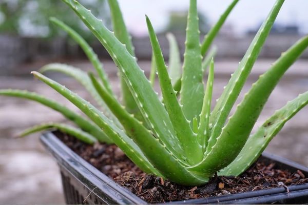 वास्तु के अनुसार एलोवेरा का पौधा बढ़ा सकता है सुख-समृद्धि, जानें सही दिशा एलोवेरा