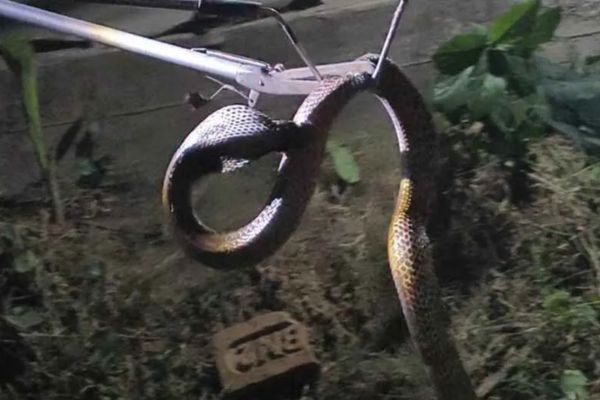 घर में घुसे 6.5 फीट लंबे कोबरा का रेस्क्यू, जंगल में छोड़ा गया कोबरा