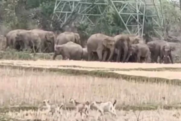 हाथियों