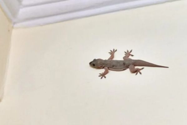 घर में बार-बार क्यों आती हैं छिपकलियां? जानिए कारण और आसान उपाय Why Lizards Come Home